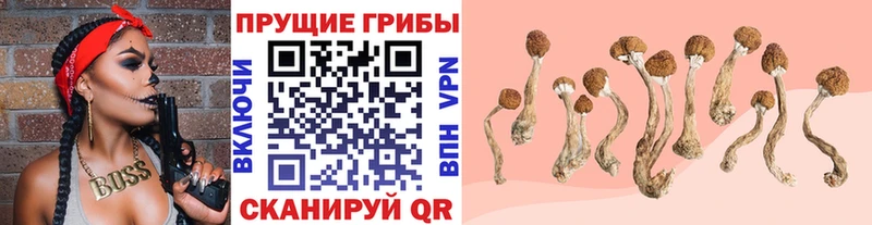 mega как зайти  Чернушка  Псилоцибиновые грибы GOLDEN TEACHER 
