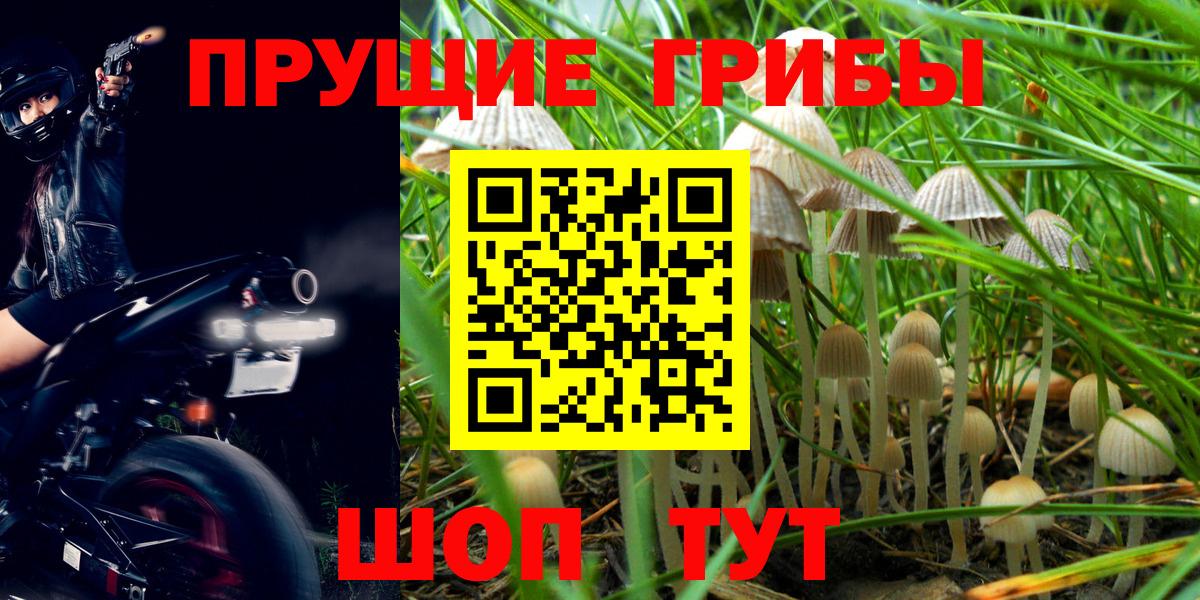 Галлюциногенные грибы прущие грибы Чернушка